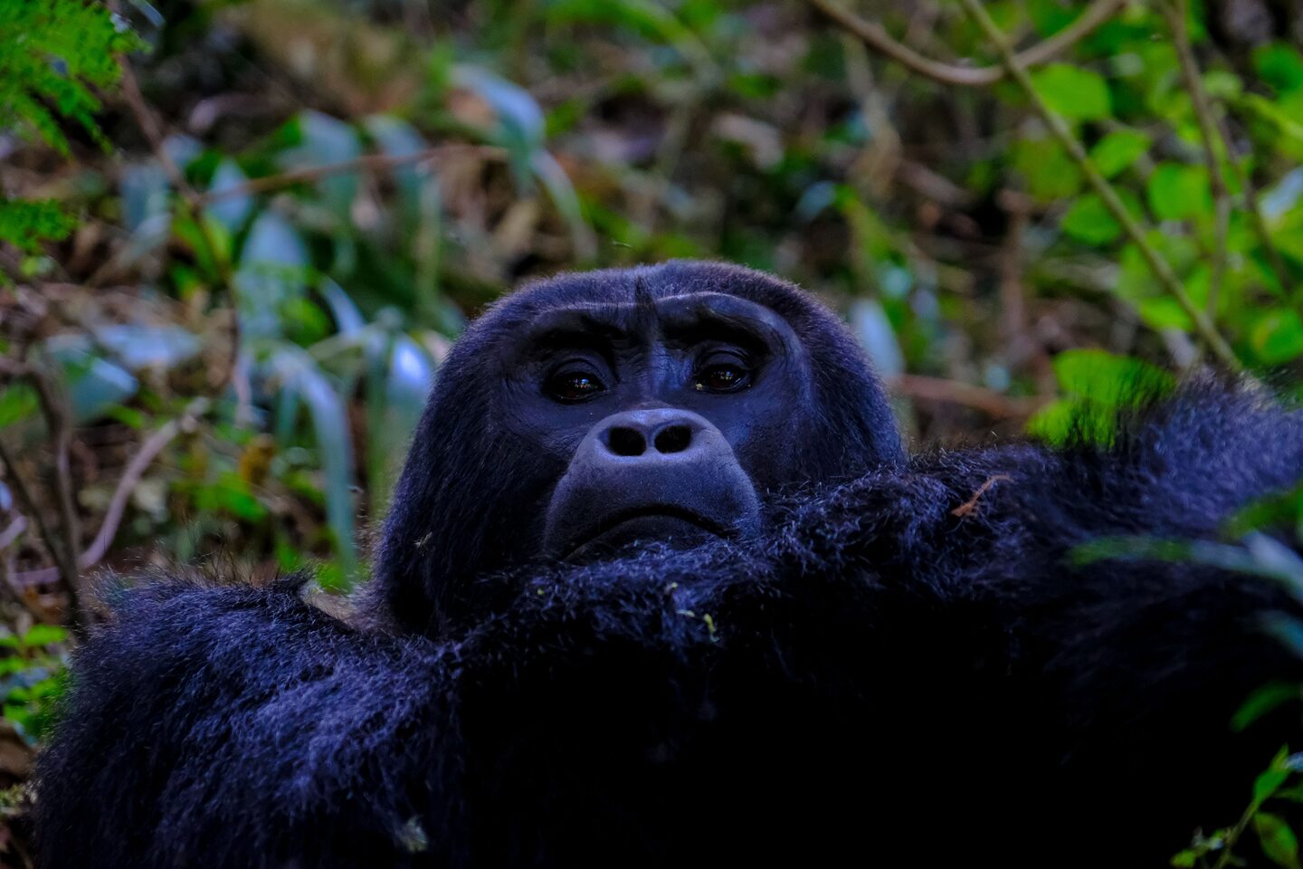 A mountain gorilla resting in the dense vegetation of Bwindi Impenetrable Forest, Uganda