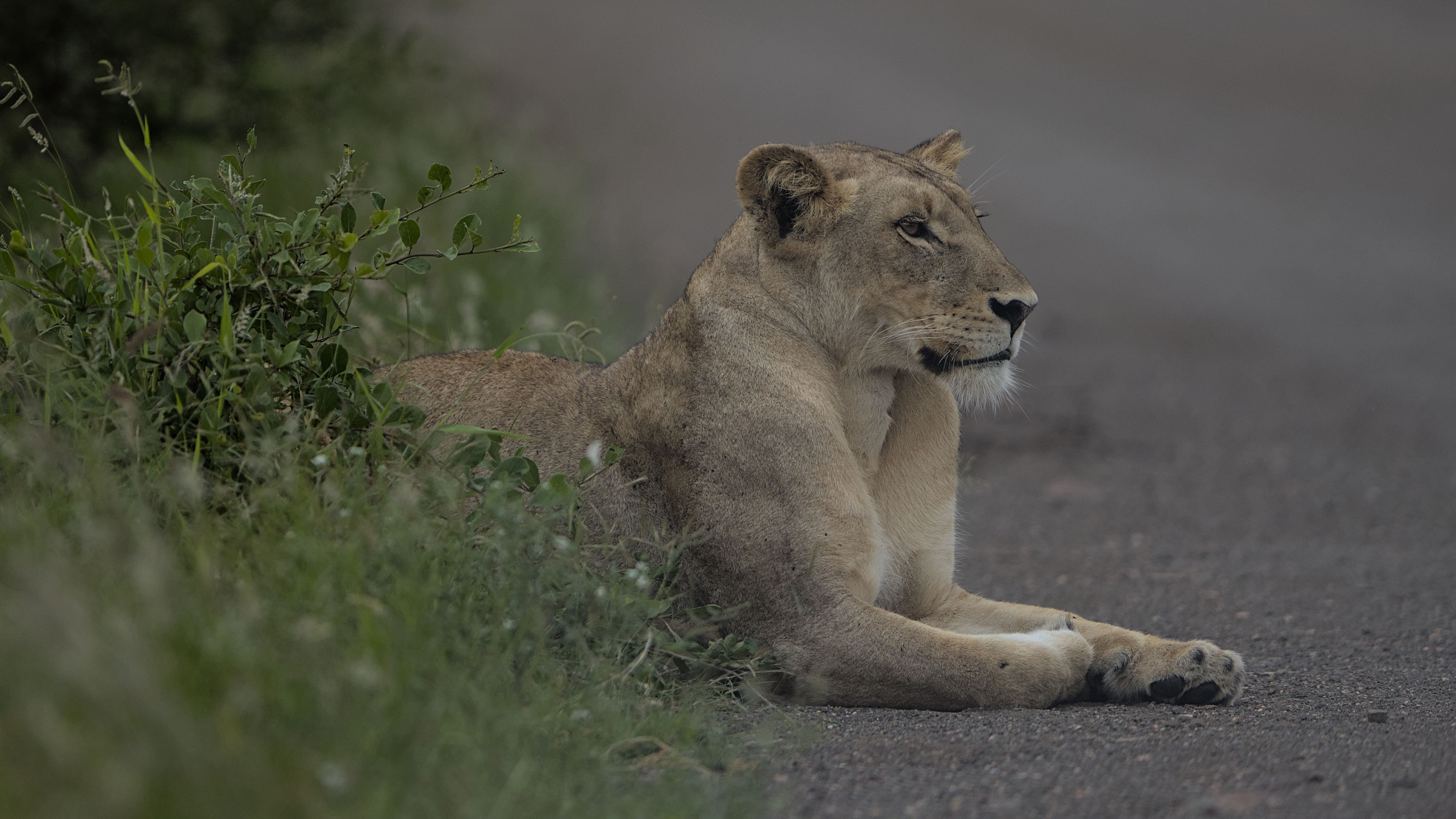 A lioness resting on a park road in Kruger National Park, South Africa