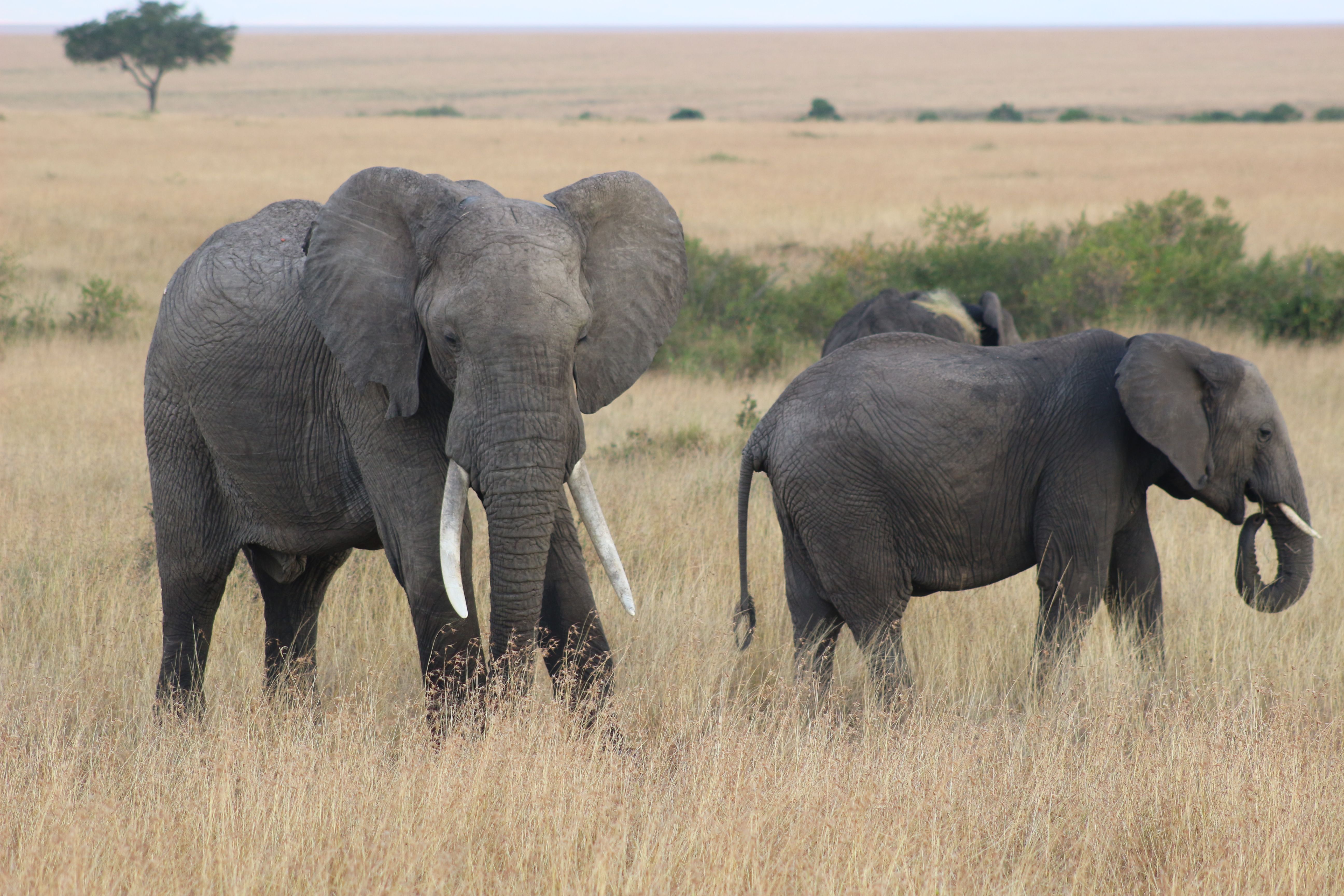Elephants on the open grasslands of the Maasai Mara, Kenya