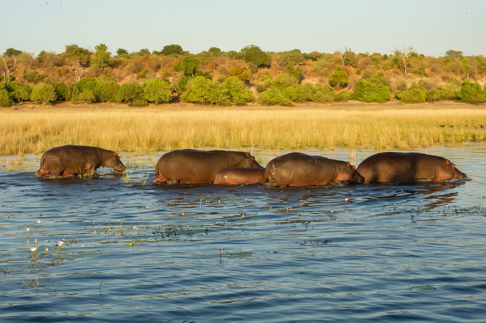 A pod of hippos wading through a flooded channel in the Okavango Delta, Botswana, with golden reeds and riverine woodland behind them at sunset
