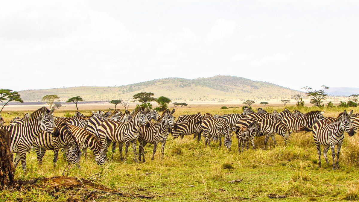 A herd of zebra grazing on the open plains of the Serengeti, Tanzania, with acacia trees and hills in the background