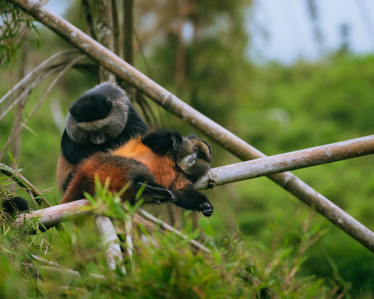 Two golden monkeys clinging to bamboo stems in the bamboo forest of Volcanoes National Park, Rwanda